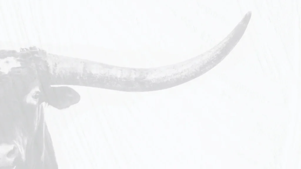 Texas longhorn illustration